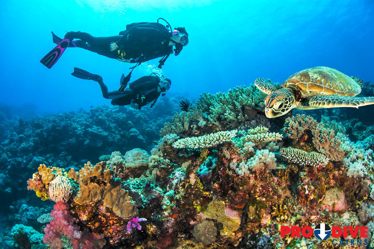 Prodive Cairns