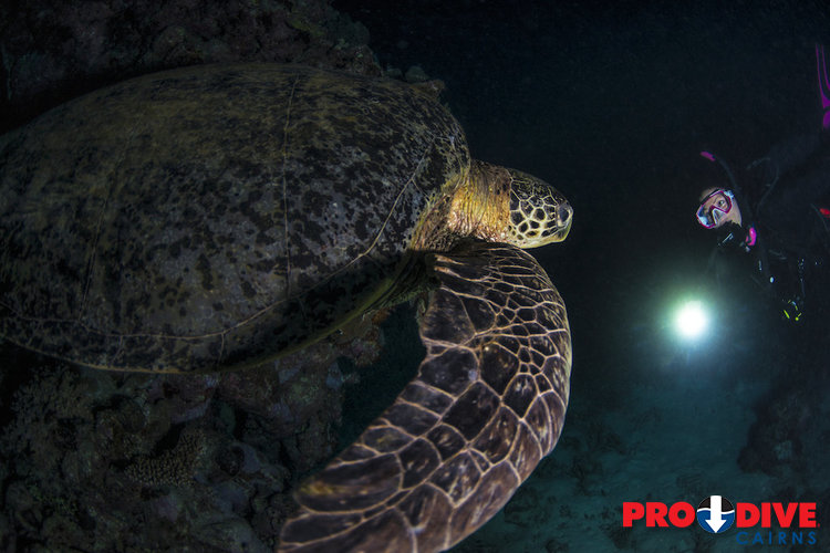 Prodive Cairns