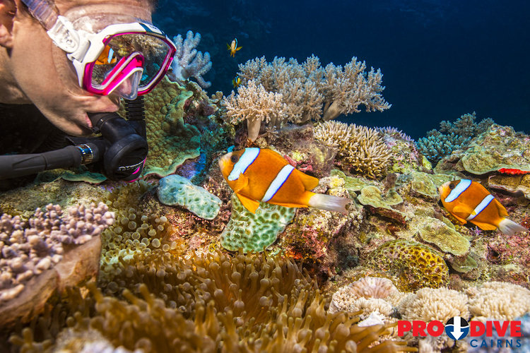 Scuba diving on the Great Barrier Reef, Cairns • Reef Encounter