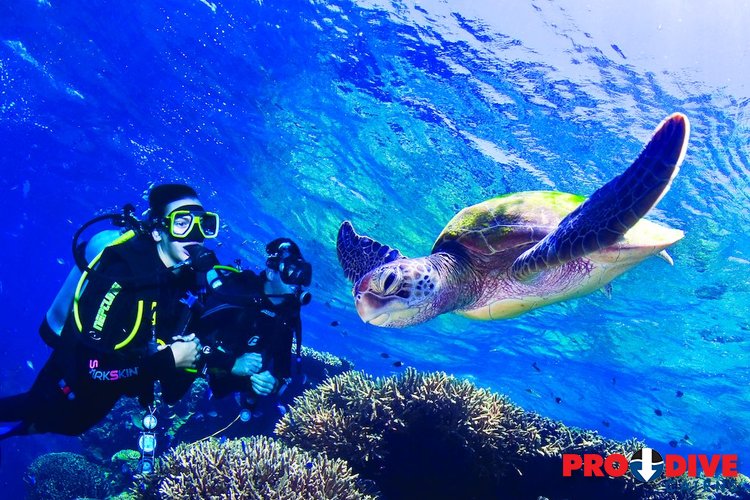 Prodive Cairns