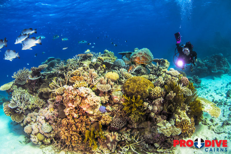 Prodive Cairns