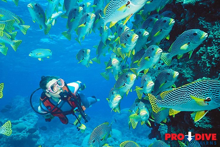 Prodive Cairns