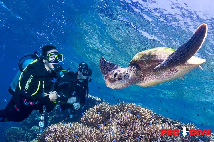 Prodive Cairns