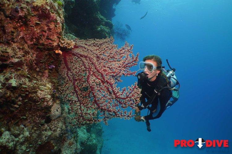 Prodive Cairns