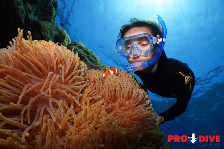 Prodive Cairns