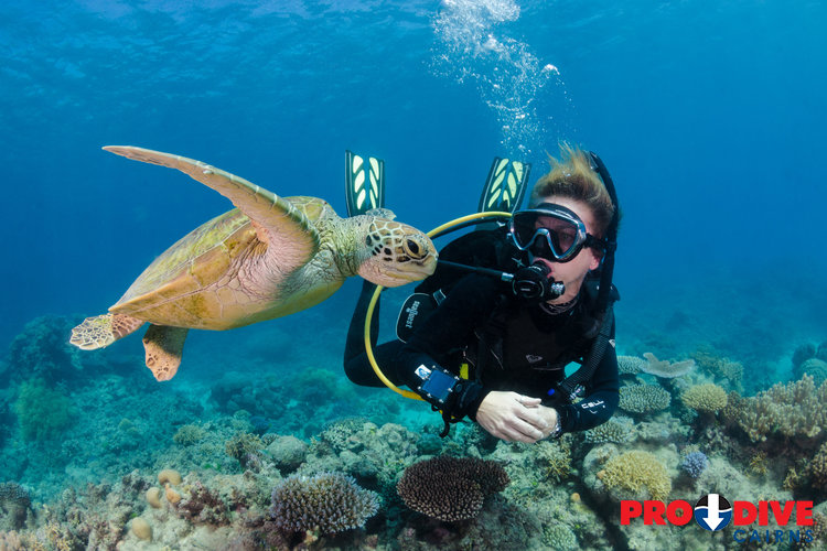 Blue Dive Port Douglas - Best Guided Diving On The Great Barrier Reef